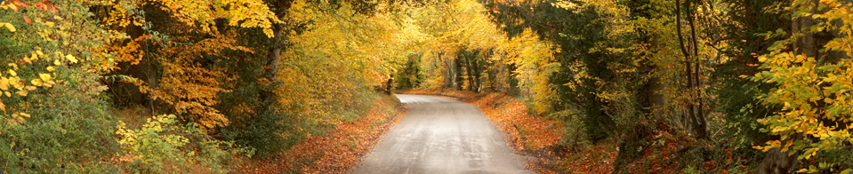 A banner across the screen showing a road through trees